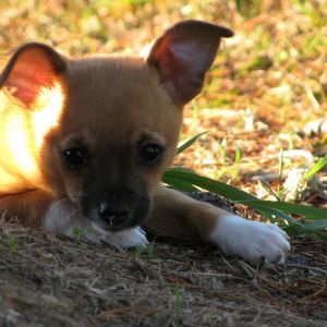 Meet your Posher, Dale